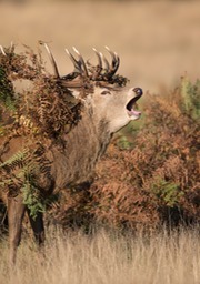 red deer