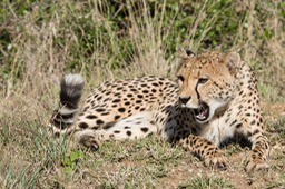 cheetah