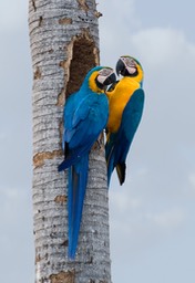 blue and yellow macaw