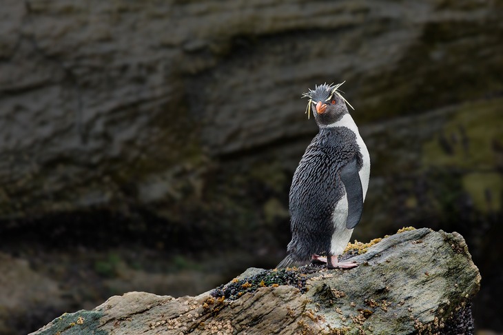 southern rockhopper penguin