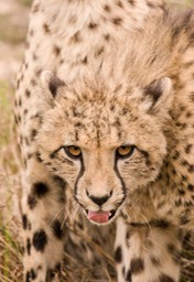 cheetah