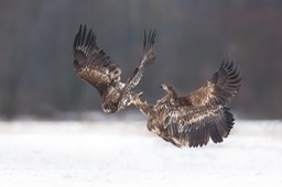 white tailed eagle