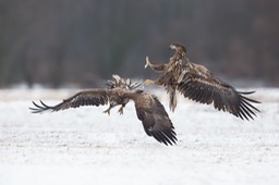 white tailed eagle