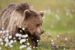 brown bear