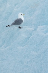 kittiwake