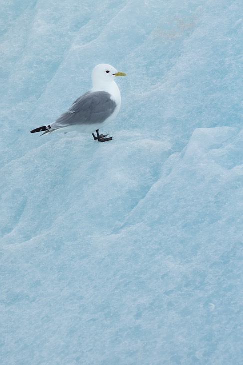 kittiwake