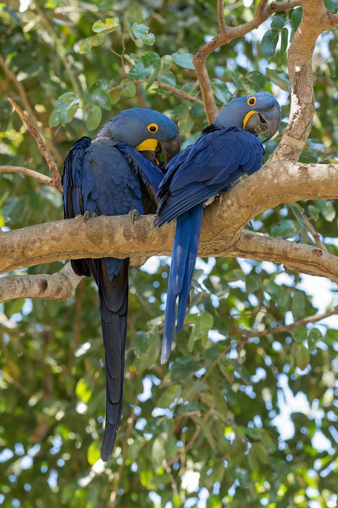 hyacinth macaw