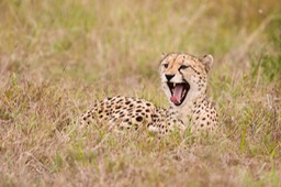 cheetah