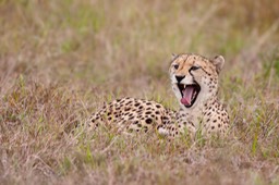 cheetah