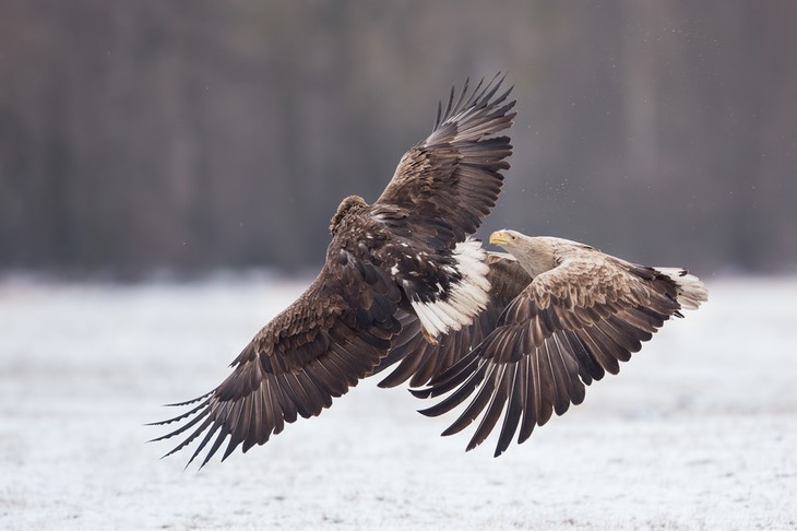 white tailed eagle