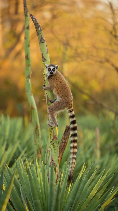 ring tailed lemur