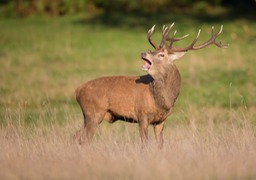 red deer