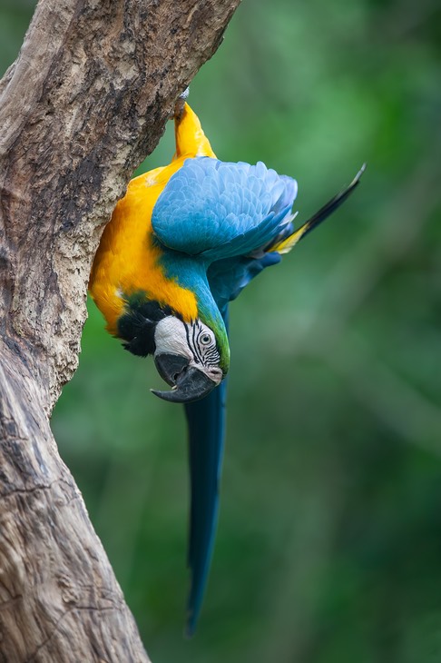 blue and yellow macaw