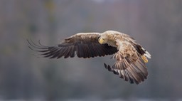 white tailed eagle