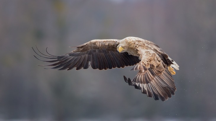 white tailed eagle