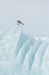 kittiwake