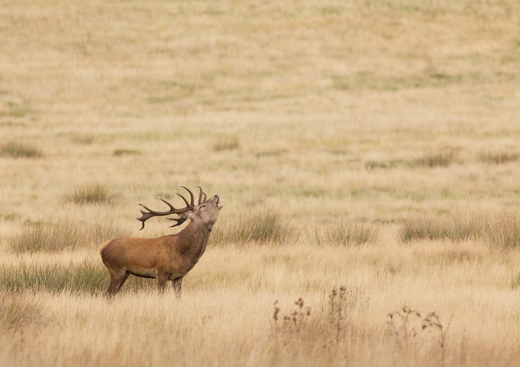 red deer