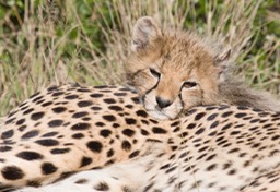 cheetah