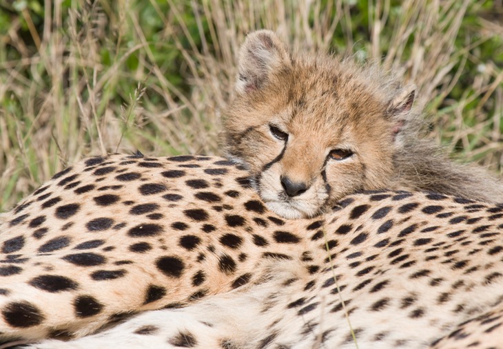 cheetah