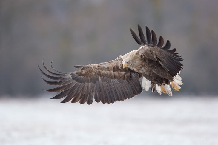 white tailed eagle