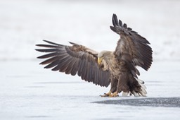 white tailed eagle