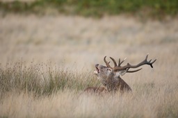 red deer