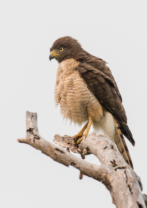 roadside hawk