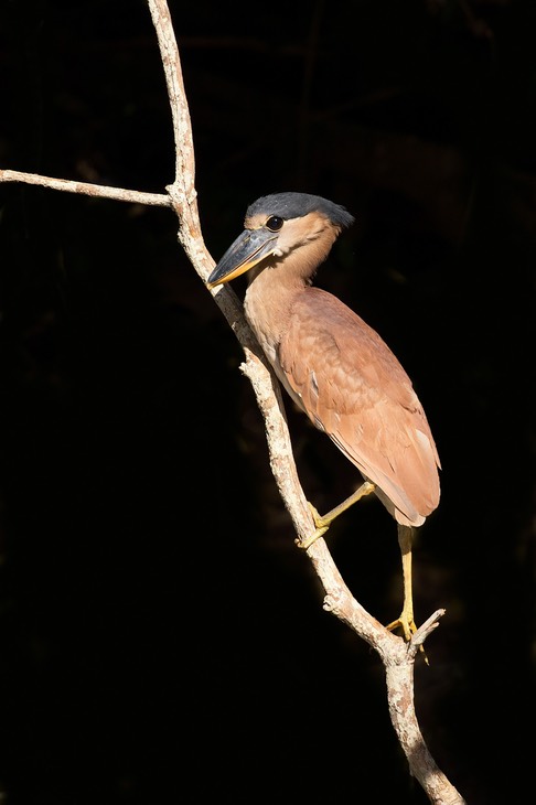 boat billed heron