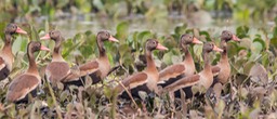 black bellied tree duck