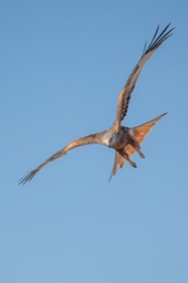 red kite