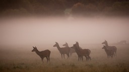 red deer