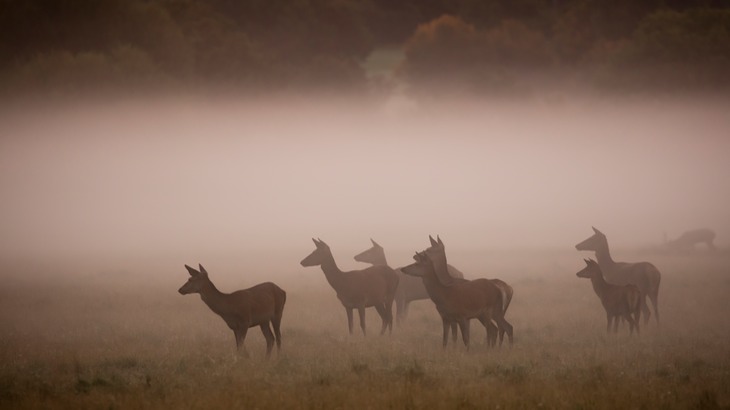 red deer