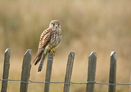 kestrel