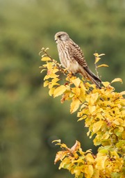 kestrel