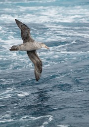 northern giant petrel