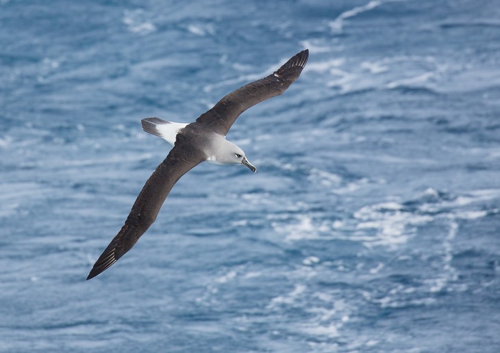 grey headed albatross