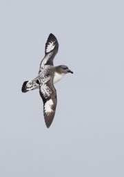 cape petrel