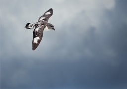 cape petrel