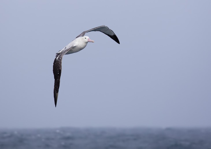 wandering albatross