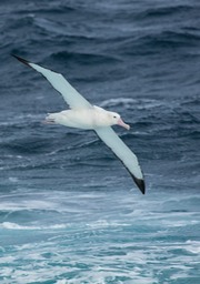 wandering albatross