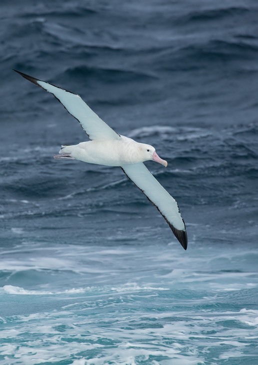 wandering albatross