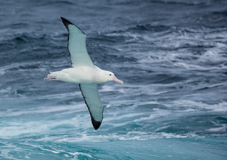 wandering albatross