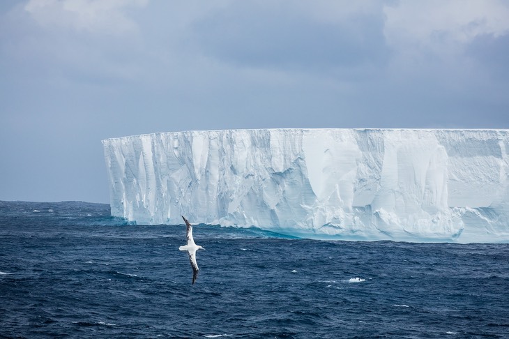 wandering albatross