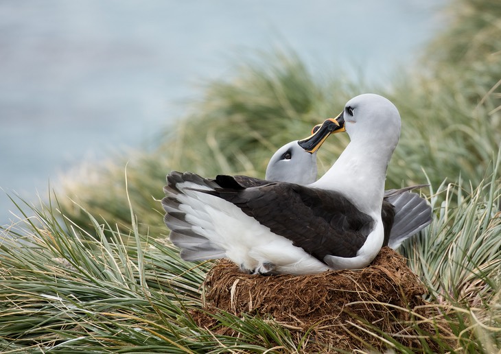 grey headed albatross