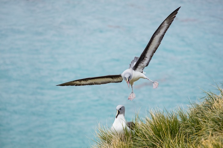 grey headed albatross