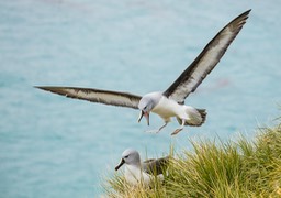 grey headed albatross