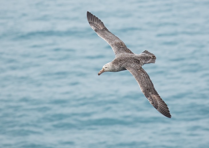 northern giant petrel