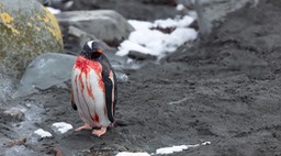 gentoo penguin