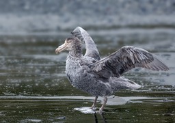 northern giant petrel