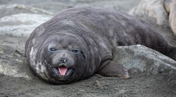 southern elephant seal